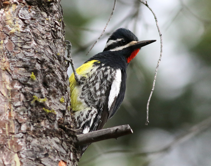 Williamsons-Sapsucker-Sphyrapicus-thyroideus.webp Williamson’s Sapsucker perched in a tree in its natural habitat
