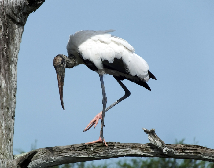 Wood-Stork-Mycteria-americana.webp Wood Stork in its natural habitat