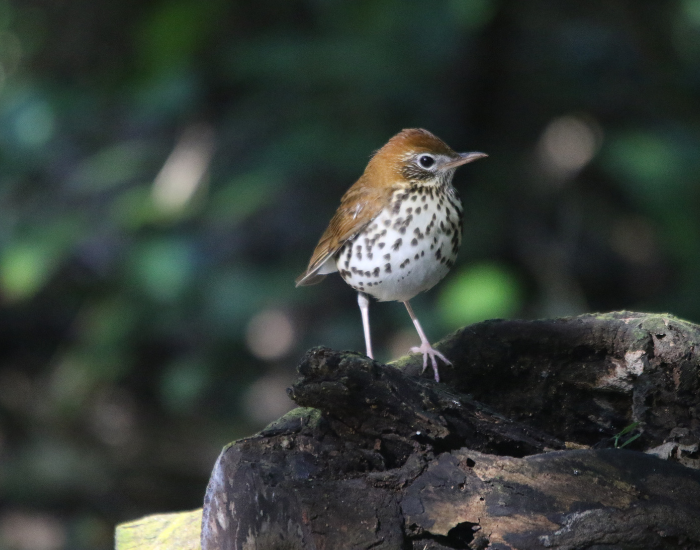 Wood-Thrush-Hylocichla-mustelina.webp Wood Thrush standing on a rock in its natural habitat