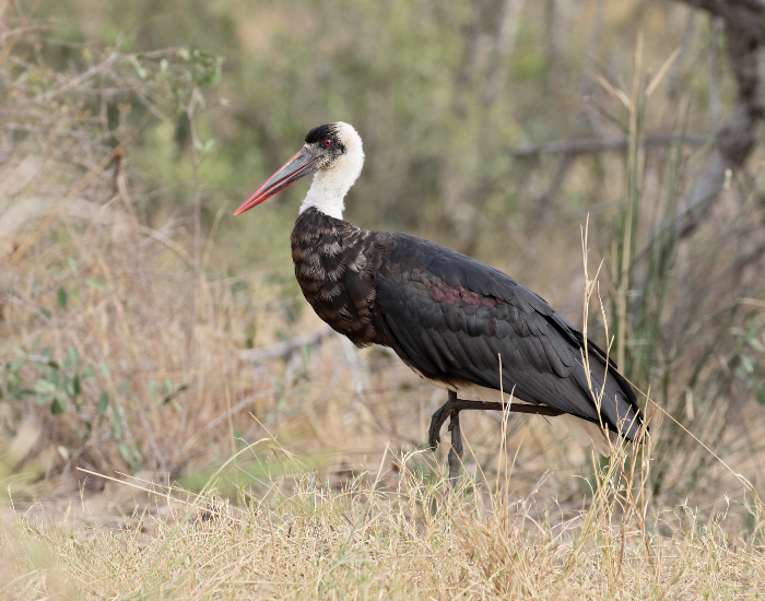 Woolly-necked-Stork-Ciconia-episcopus.webp Woolly-necked Stork walking on dried grass