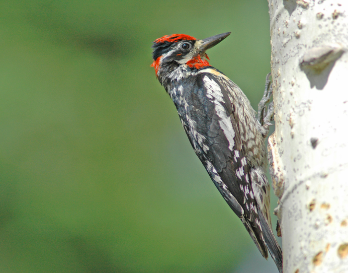 Yellow-Bellied-Sapsucker-Sphyrapicus-varius.webp Yellow-Bellied Sapsucker perched on a tree