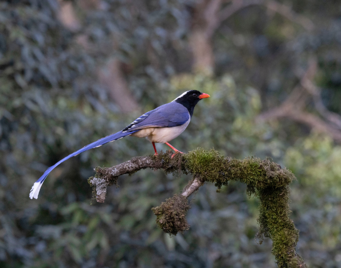 Yellow-Billed-Blue-Magpie-Urocissa-flavirostris.webp Yellow-Billed Blue Magpie standing on top of a tree