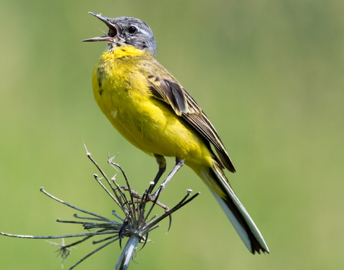 Yellow-Wagtail-Motacilla-flava.webp Yellow Wagtail singing