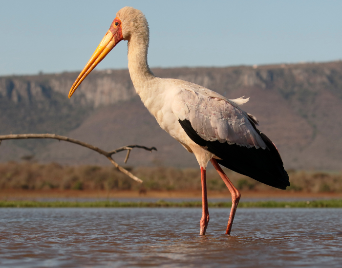 Yellow-billed-Stork-Mycteria-ibis.webp Yellow-billed Stork in it natural habitat with lake on the background