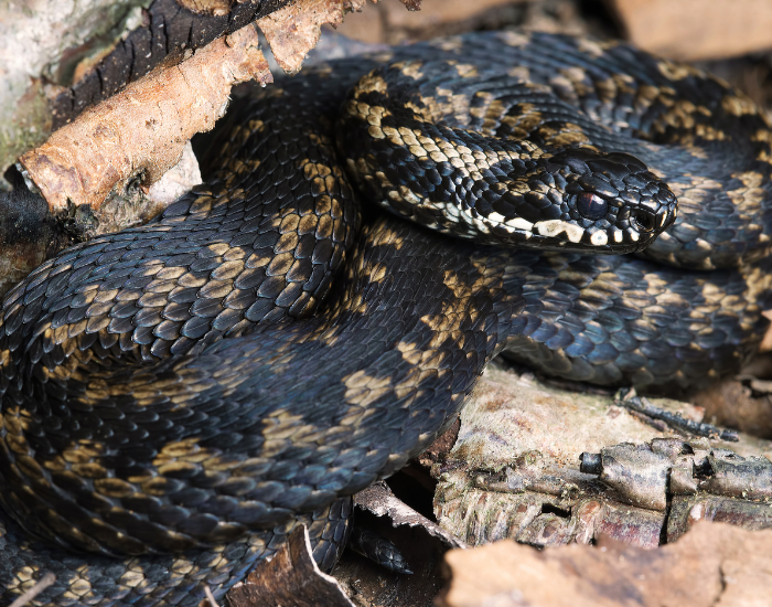 adder curled on the ground
