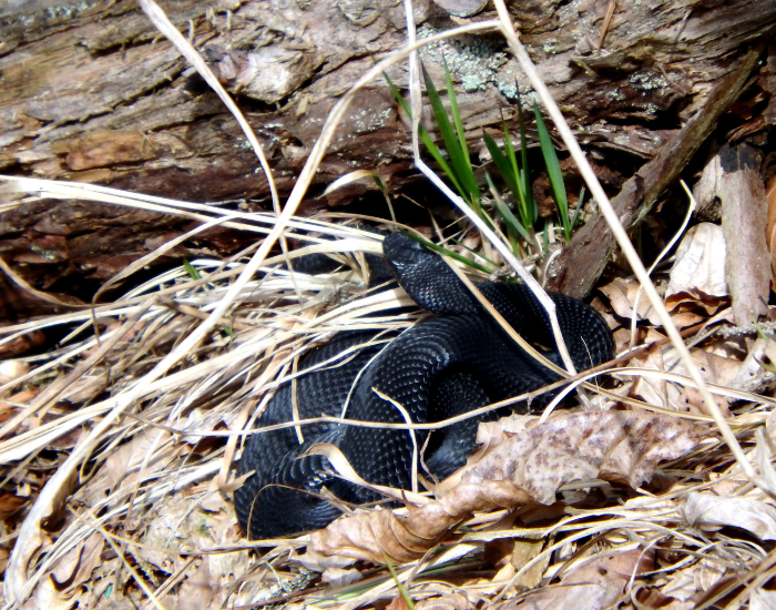 adder within dried vegetation