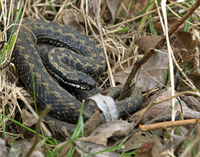 adder snake in its natural habitat on grass