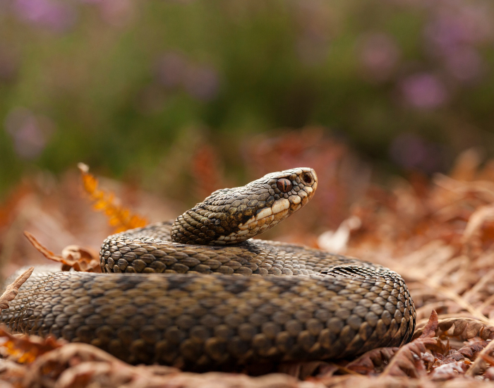 curled adder on the ground