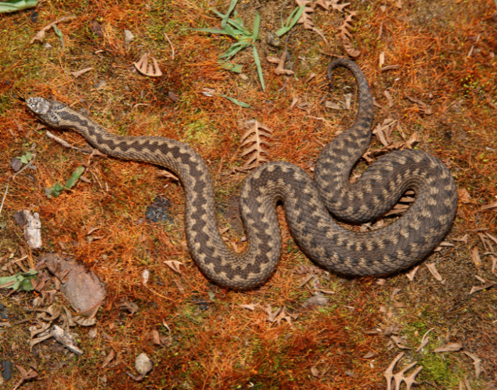 Adder on the ground