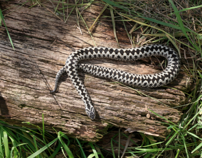 adders in its habitat
