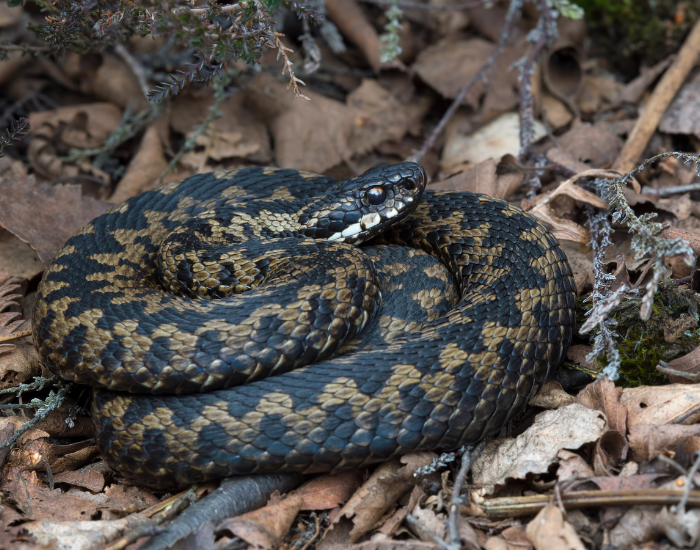 adder coiled on the ground