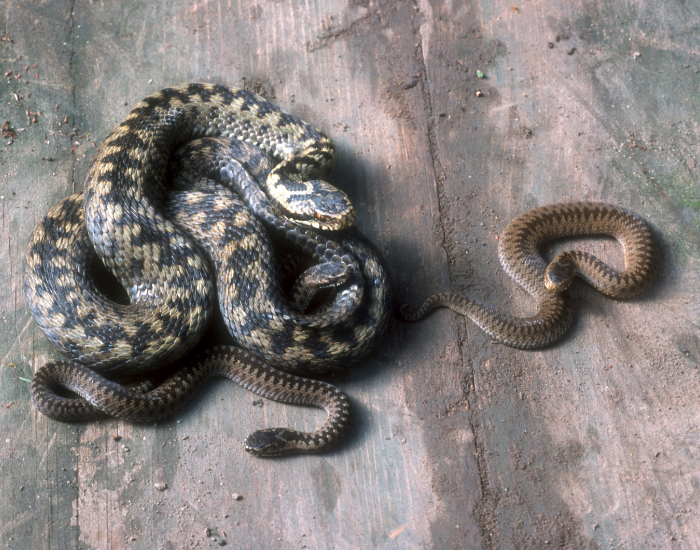 mother adder and two young adders on the ground