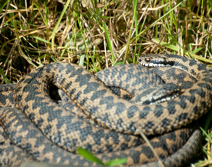 adders mating in the wild