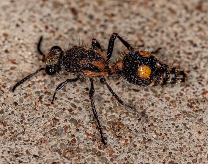 adult-velvet-ant-4.webp velvet ant on the ground