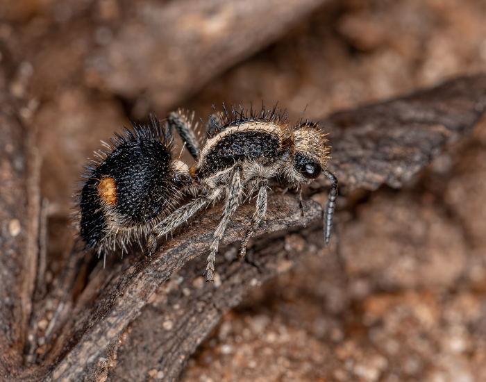 adult-velvet-ant.webp velvet ant on the ground