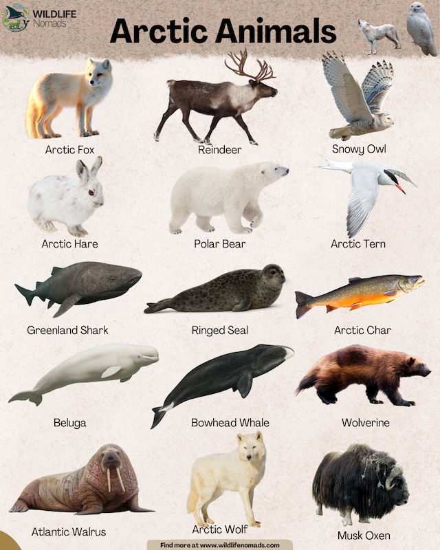 animals-in-north-pole-animals-arctic.webp infographic showing 12 animals that live in the arctic