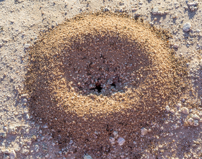 ant nest
