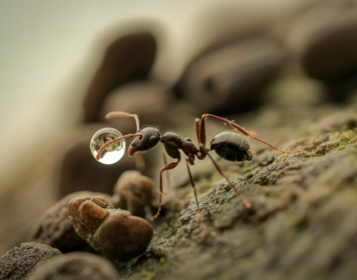 ant holding a drop of water