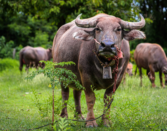 asia-water-buffalo.webp a domesticated water buffalo