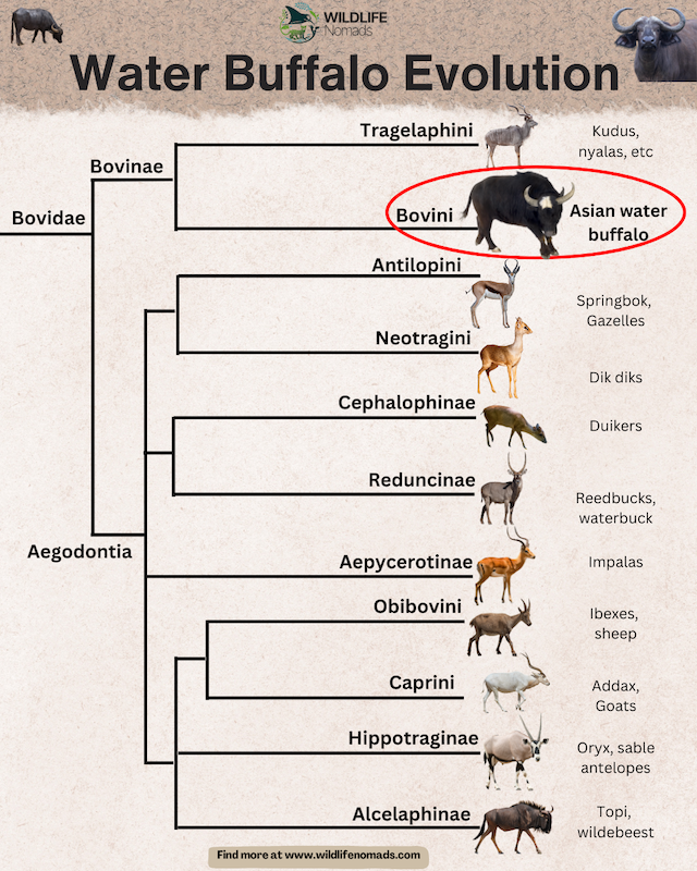 asian-Water-Buffalo-Evolution.webp infographic showing the evolution of buffalos
