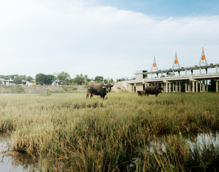 asian-water-buffalo-1.webp two water buffalos in vietnam grazing