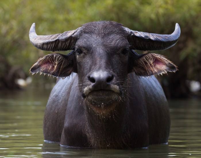 asian-water-buffalo-in-pond.webp close up of a water buffalo on a pond