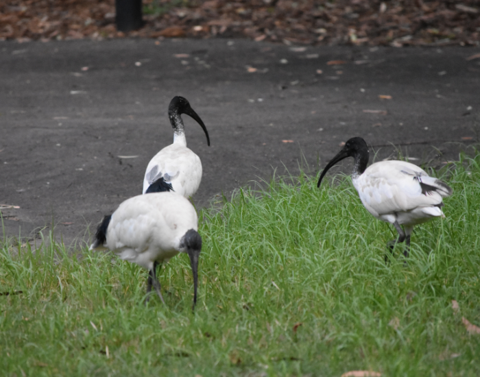 three australian ibises in a park in sydney