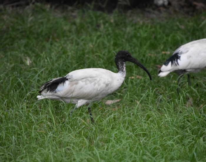 australian white ibis walking