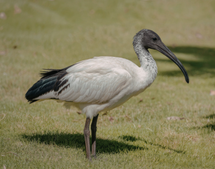 australian-white-ibis.webp Australian white ibis standing in the ground