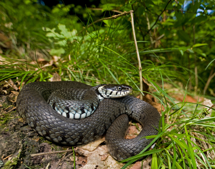 barred-grass-snake-Natrix-helvetica.webp grass snake curled on the ground