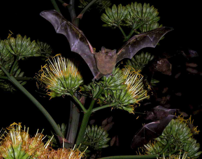 bat-tequila-agave.webp fruit bar flying above agave plants