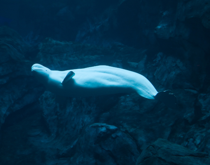 beluga-whale.webp a beluga whale swimming underwater