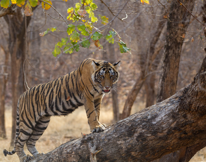 bengal-standing-on-a-tree.webp bengal tiger on a tree