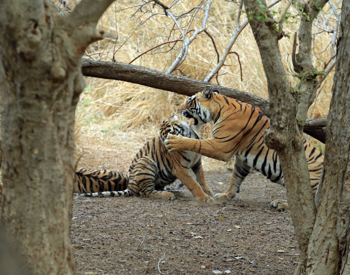 bengal-tiger-fight.webp two bengal tigers fighting