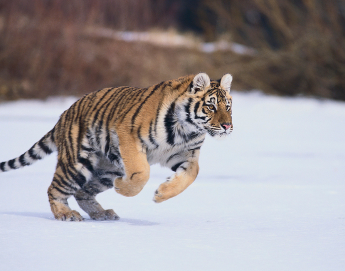 bengal-tiger-running-snow.webp BENGAL TIGER RUNNING IN SNOW