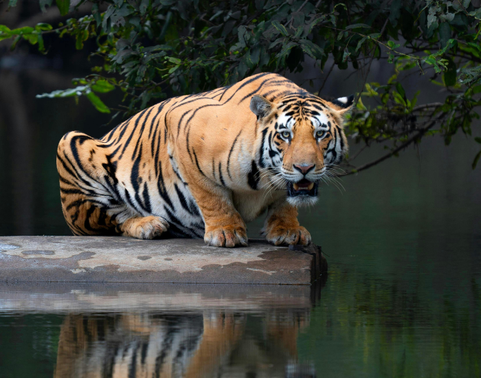 bengal-tiger-stalking.webp bengal tiger in stalking position