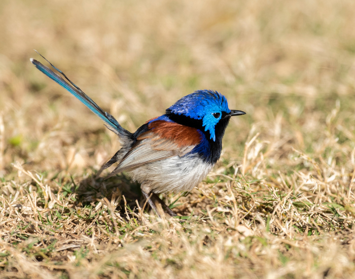 blue-wren-on-dry-grass.webp blue wren standing on the ground