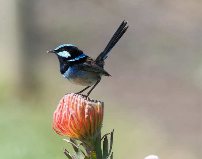blue-wren.webp blue wren standing on a flower