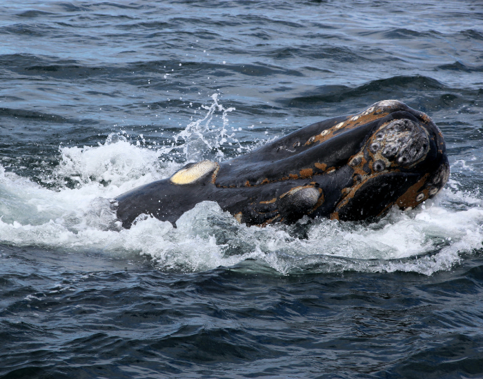bowhead-whale.webp bowhead whale swimming on the surface of the arctic ocean