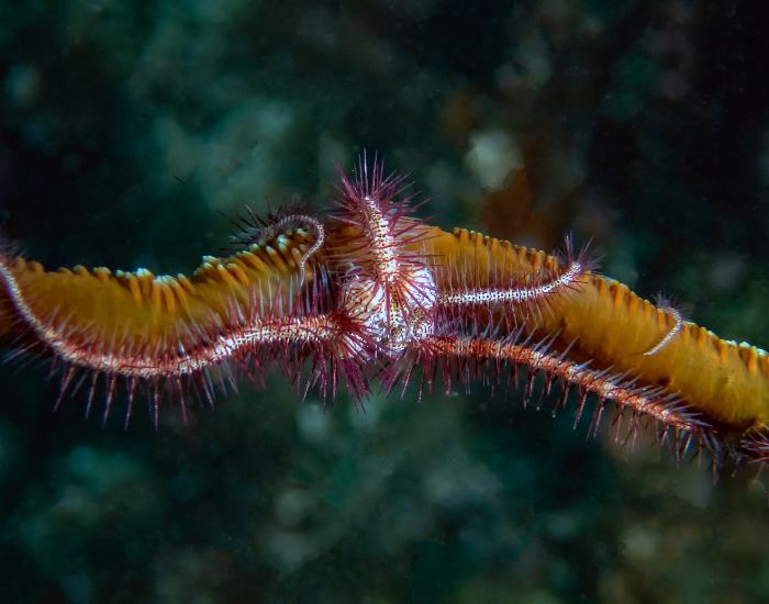 brittle-sea-star-Ophiuroidea.webp a brittle sea star underwater