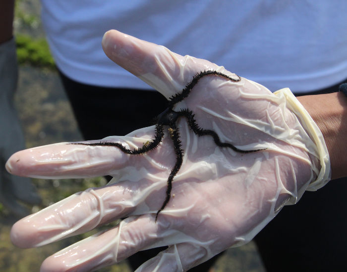 brittle-star-Ophiuroidea.webp a brittle sea star been held by a hand