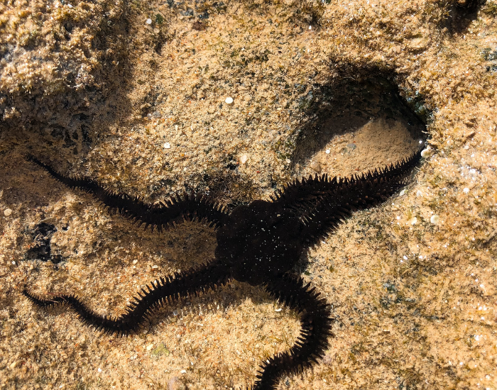 brittle-star-close-up-2.webp brittle star getting into an underwater den