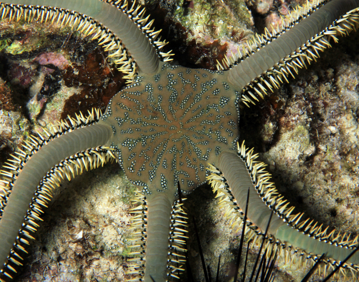brittle-star-close-up.webp close up of a brittle star