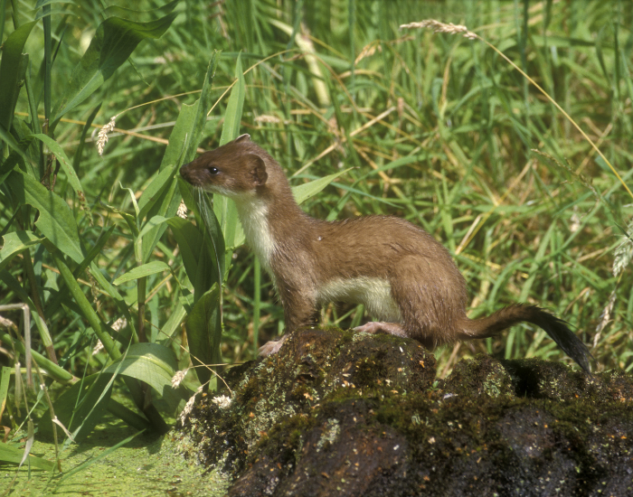 brown-Mustela-erminea.webp ermine standing over a rock