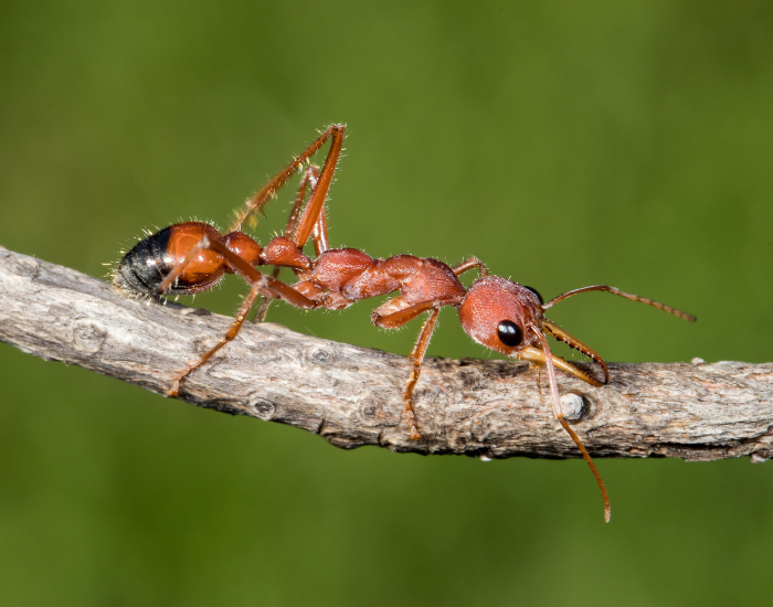 close up of a bull ant walking on a thin branch