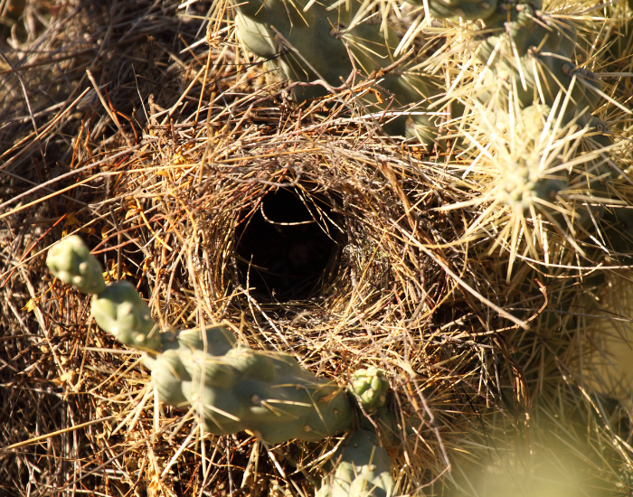 cactus-wren-nest.webp wren cactus nest on top of cactus
