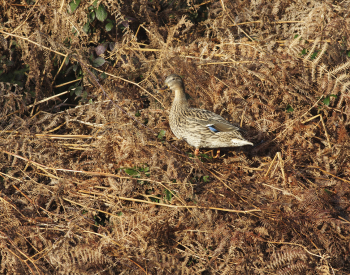 camouflaged-mallard.webp female mallard camouflaged among grass
