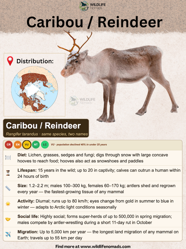 An educational infographic titled Caribou / Reindeer featuring a full species profile against a neutral background. It includes a side-view image of a caribou, a Circumpolar Arctic distribution map, an IUCN status highlighting Vulnerable, and sections detailing diet, lifespan, size, activity, social life, and migration facts.