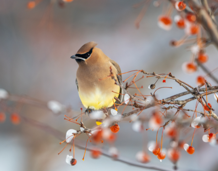 cedar-waxwing-.webp cedar waxwing in a tree