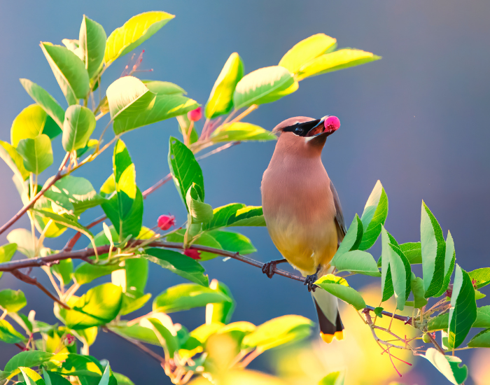 cedar-waxwing-eating.webp cedar waxwing with a berry on its mouth on top of a tree branch